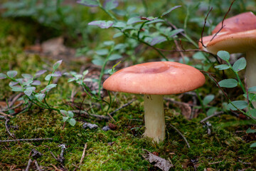 Forest Floor Mushroom Surrounded by Greenery and Moss