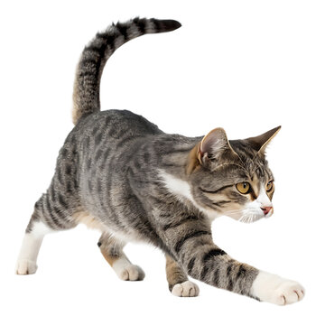 Gray Tabby Cat Prowling with Intense Focus Striking Pose on Isolated Background Ready to Pounce in a Playful Manner with Beautiful Markings