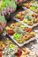 Various potted succulent plants bask in natural light at a fair in Deventer, Netherlands . High quality photo
