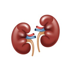 Realistic Illustration of Human Kidneys with Blood Vessels