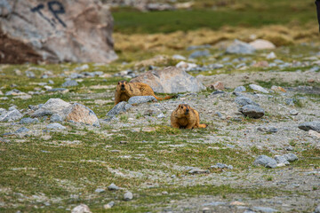 Himalayan marmots have thick, soft fur and rabbit-like teeth. They burrow into grasslands. They live in beautiful landscapes and are gentle animals, which attracts tourists to come and meet them.
