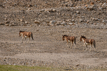High-Altitude Survivor The kiang, or Tibetan wild ass, thrives on the rugged Tibetan Plateau with its striking reddish-brown coat, white belly, and dark dorsal stripe. Built for harsh climates