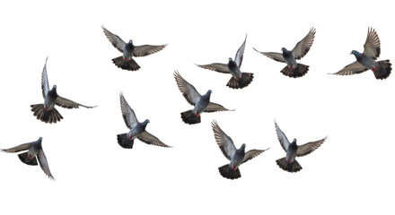 Obraz premium Multiple domestic pigeons, rock doves, in dynamic mid-flight, wings spread, varied positions, gray, white, brown plumage, on a transparent studio background with copy space. Concept of unleashed