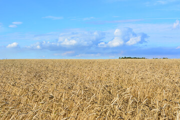 Golden Wheat Field Under a Blue Sky with amazing cloudscape