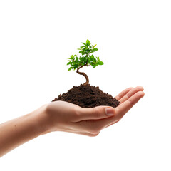 Delicate hope seedling in hand, representing growth, care and environmental responsibility