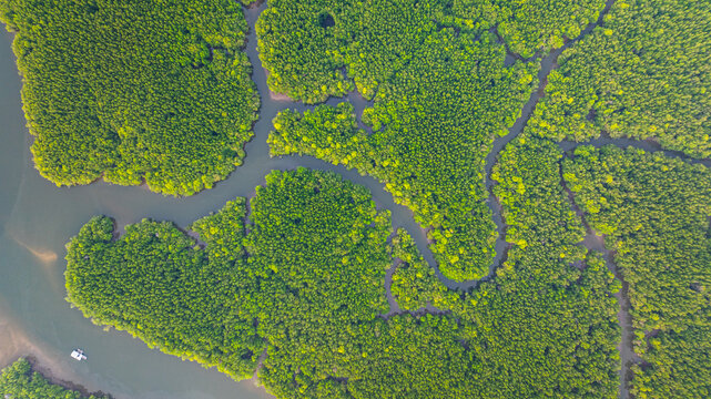 Aerial view of mangrove forest and delta river with meandering canals cutting through. Mangrove canals are waterways from fishing villages to the sea in Phang Nga. Nature designed the mangrove art.