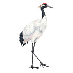 Obraz premium Elegant red crowned crane with black and white plumage and long legs bird transparent background