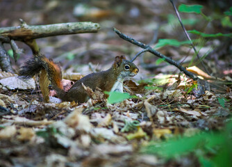 Red squirrel in forest ground with leaves