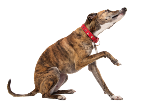 Brindle Greyhound Posing Elegantly in Studio with a Red Collar Isolated on Black Background a Beautiful Canine Model Expressing Curiosity and Awareness