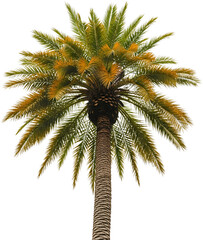 A tall palm tree with green and yellow fronds against a dark sky isolated for easy editing tropical nature transparent background