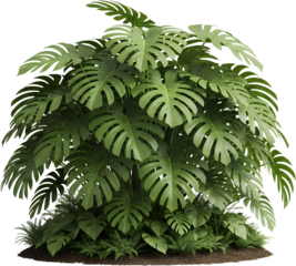 Lush green monstera deliciosa plant with layered fenestrated leaves and ferns on soil base isolate Tropical Plant