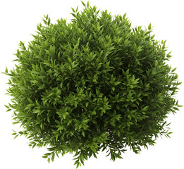 Lush green spherical bush with dense foliage and detailed leaves isolate Plant Nature Garden Outdoor
