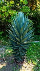 Agave plant in garden