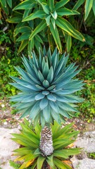 Fototapeta premium Agave plant in tropical garden