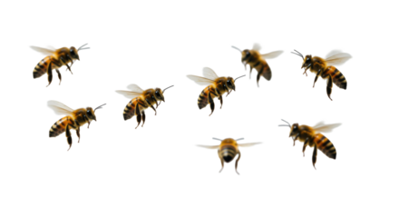 Multiple Apis mellifera honey bees in precise formation, mid-flight with motion-blurred wings and sharp bodies, on a transparent studio background. Sophisticated collaboration and efficiency