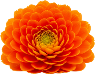 Vivid orange flower with detailed petals and green center isolate Floral Nature Bloom Blossom Vibrant
