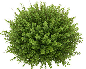 A perfectly shaped green ornamental shrub with dense foliage and delicate branches bush plant greenery transparent background