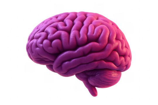 Purple Human Brain Isolated on Transparent Background Representing Thinking Process