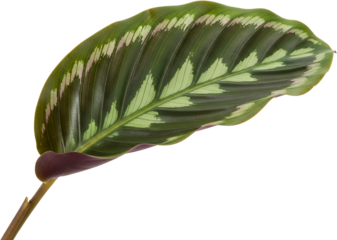 Close up of a striking green leaf with intricate light green and pink feather like patterns isolate Calathea