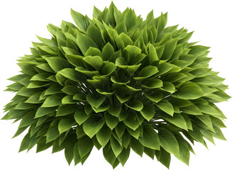 Lush green plant with many large smooth oval leaves forming a dense rounded shrub shape isolate leafy plant