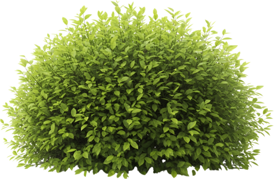 A dense rounded green shrub with numerous small pointed leaves and visible stems bush foliage plant botanical transparent background