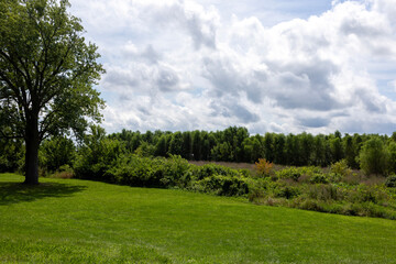 green grass and blue sky