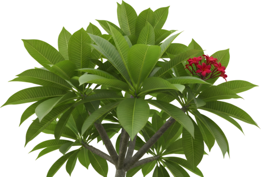 Lush Green Plumeria Plant With Vibrant Red Flowers And Detailed Leaf Veins Transparent Background Isolate