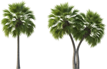 Two lush green palm trees with feathery fronds and textured trunks isolated on black tropical nature transparent background