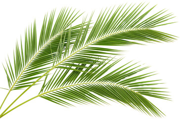 Two vibrant green palm fronds with delicate pinnate leaves and lighter stems isolated with Leaf Tropical