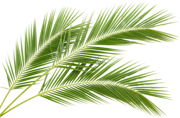 Two vibrant green palm fronds with delicate pinnate leaves and lighter stems isolated with Leaf Tropical