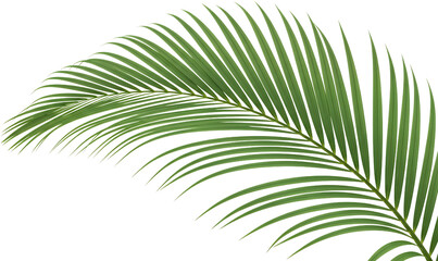 Obraz premium Vibrant Green Palm Frond With Delicate Leaves Isolated Transparent Background To Isolate Leaf Tropical Nature Transparent Background