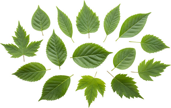 Collection of diverse green leaves with serrated edges and distinct veins isolated on black leaf nature transparent background