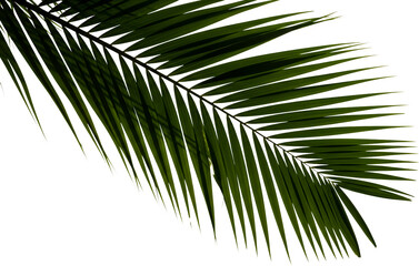 Fototapeta premium Detailed close up of a vibrant green palm leaf frond with fine feather like segments isolating Nature transparent background