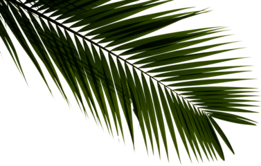Detailed close up of a vibrant green palm leaf frond with fine feather like segments isolating Nature transparent background