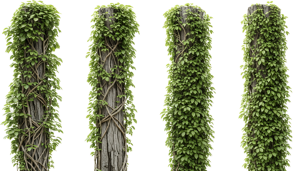 Four weathered wooden posts covered in dense green ivy and winding vines isolate Pillar Column Timber