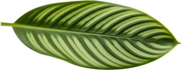 Close up of a green leaf with prominent light green stripes and visible veins isolated plant nature botanical transparent background