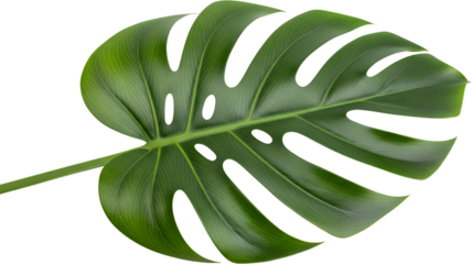 A large green Monstera Deliciosa leaf with distinctive fenestrations isolated on black plant tropical transparent background
