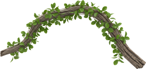 Rustic weathered branch with green leaves climbing in an arch shape isolated on black wood nature transparent background transparent background