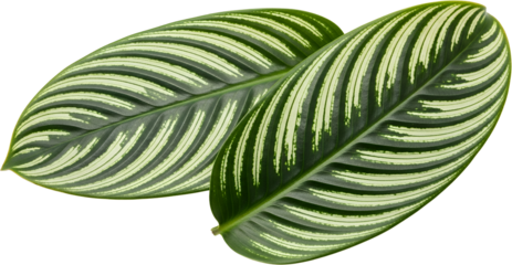 Two large green oval leaves with white stripe patterns isolate plant stripes natural foliage tropical