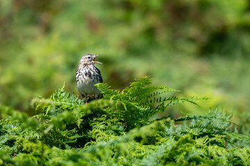 Meadow Pipit, anthus pratensis, perched on bracken