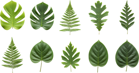 Collection Of Ten Diverse Green Plant Leaves Including Monstera Oak And Fern Varieties Isolated On A Transparent Background Transparent Background