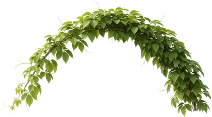 Green Ivy Vine Arch With Leaves And Tendrils Isolated Transparent Background Plant Transparent Background Transparent Background
