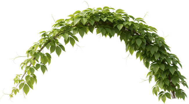 Green Ivy Vine Arch With Leaves And Tendrils Isolated Transparent Background Plant Transparent Background Transparent Background