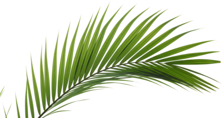 A detailed close up view of a vibrant green palm frond with many thin leaves and visible veins leaf tropical transparent background