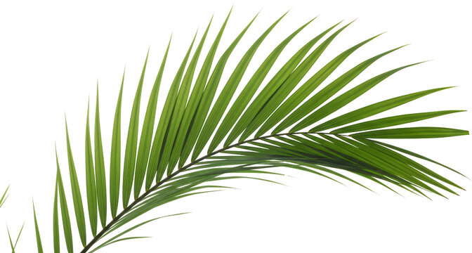 A detailed close up view of a vibrant green palm frond with many thin leaves and visible veins leaf tropical transparent background