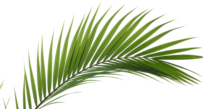 A detailed close up view of a vibrant green palm frond with many thin leaves and visible veins leaf tropical transparent background
