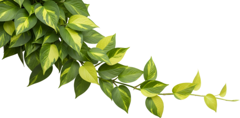 A Trailing Vine With Heart Shaped Green Leaves Mottled With Yellow Isolated On A Transparent Background Plant Transparent Background
