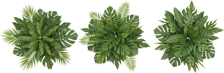Three assorted tropical plant arrangements with large green leaves from top view tropical plants foliage transparent background