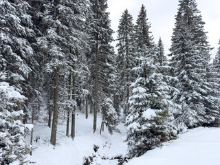 snowy forest scene with lush evergreen pine trees. winter landscape with snowy trees. minimalist winter background 