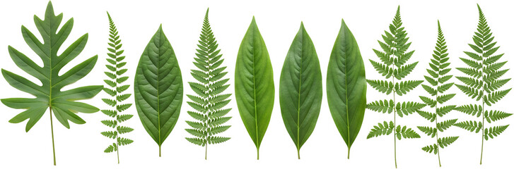 Assortment of green leaves including a palm like leaf and fern fronds arranged linearly foliage plant transparent background